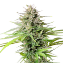 Blue Cheese | PHOTOFEM | Royal Queen Seeds - Freigestellt 2026-05-22