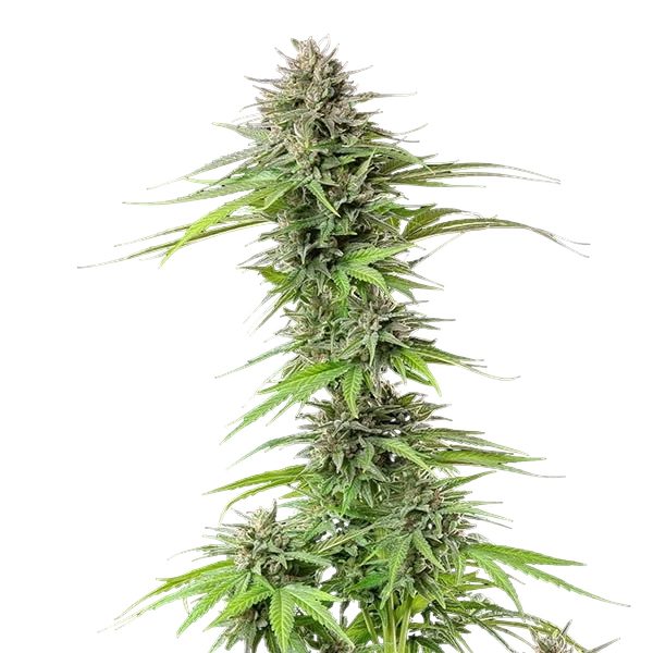 Blue Cheese | PHOTOFEM | Royal Queen Seeds - Freigestellt 2026-05-22