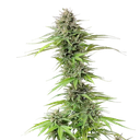 Blue Cheese | PHOTOFEM | Royal Queen Seeds - Freigestellt 2026-05-22