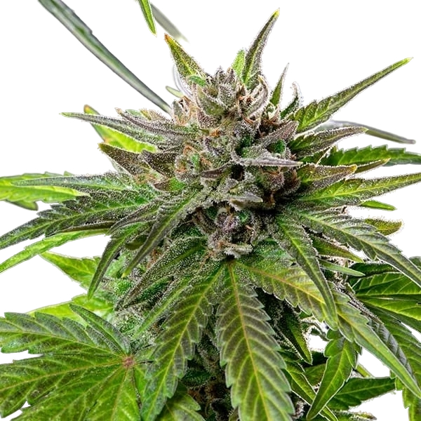Blue Cheese | PHOTOFEM | Royal Queen Seeds - Freigestellt 2026-05-22