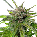 Blue Cheese | PHOTOFEM | Royal Queen Seeds - Freigestellt 2026-05-22