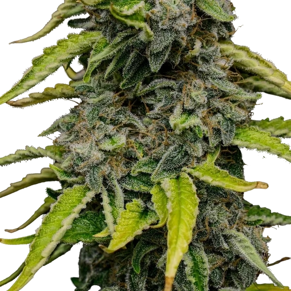 Blue Cheese | PHOTOFEM | Royal Queen Seeds - Freigestellt 2026-05-22