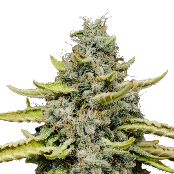 Blue Cheese | PHOTOFEM | Royal Queen Seeds - Freigestellt 2026-05-22