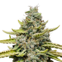 Blue Cheese | PHOTOFEM | Royal Queen Seeds - Freigestellt 2026-05-22