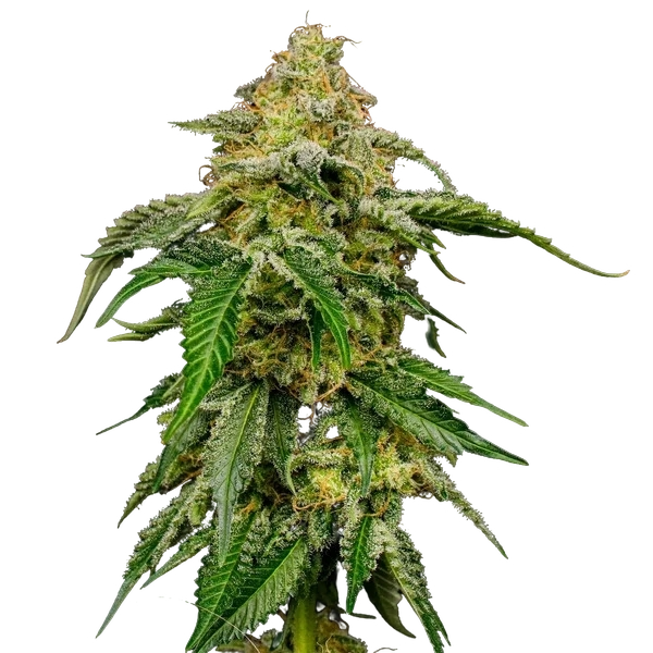 Blue Cheese | PHOTOFEM | Royal Queen Seeds - Freigestellt 2026-05-22
