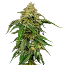 Blue Cheese | PHOTOFEM | Royal Queen Seeds - Freigestellt 2026-05-22