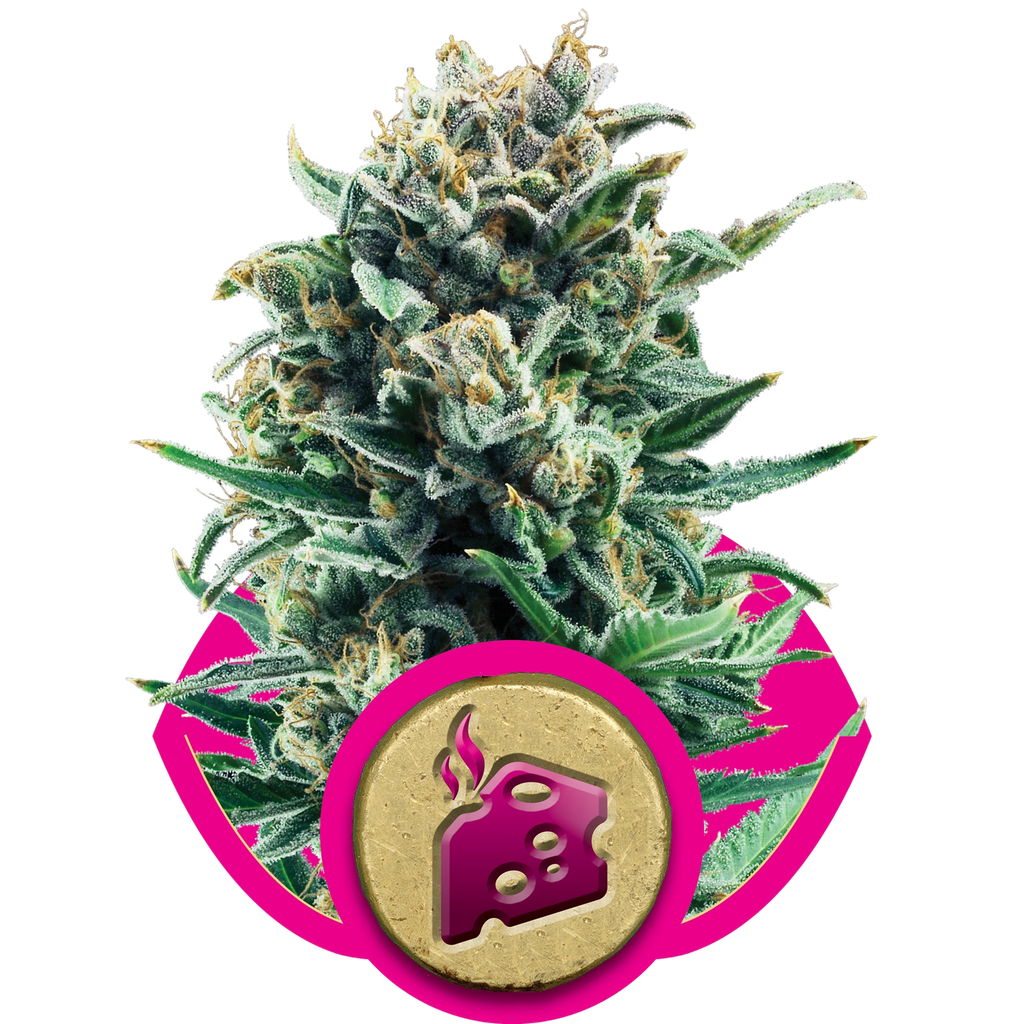 Blue Cheese | PHOTOFEM | Royal Queen Seeds - Freigestellt 2026-05-22