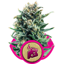 Blue Cheese | PHOTOFEM | Royal Queen Seeds - Freigestellt 2026-05-22
