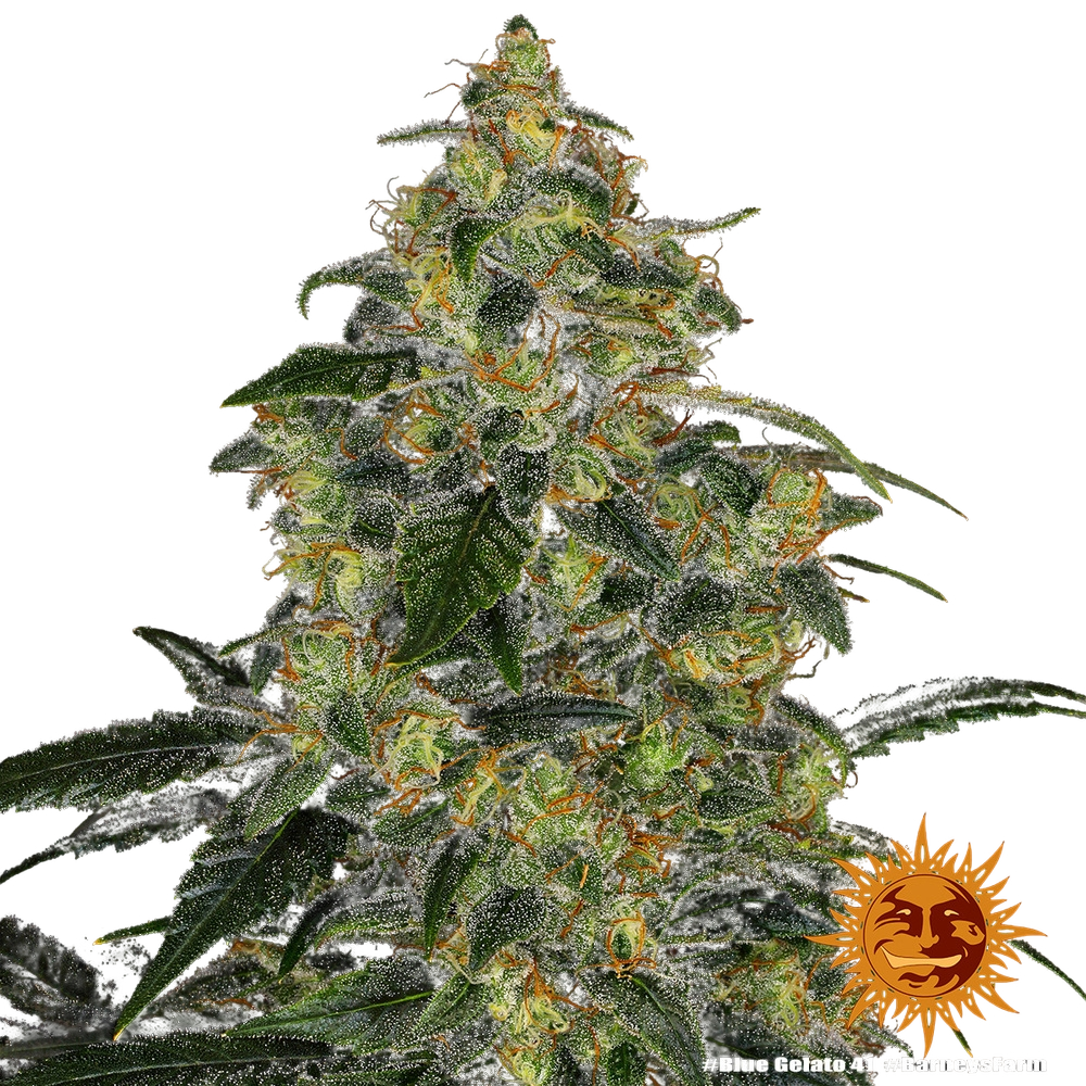 Blue Gelato 41 | PHOTOFEM | Barneys Farm - Freigestellt 2026-05-22