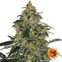 Blue Gelato 41 | PHOTOFEM | Barneys Farm - Freigestellt 2026-05-22