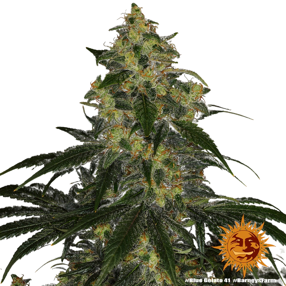 Blue Gelato 41 | PHOTOFEM | Barneys Farm - Freigestellt 2026-05-22