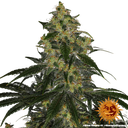 Blue Gelato 41 | PHOTOFEM | Barneys Farm - Freigestellt 2026-05-22