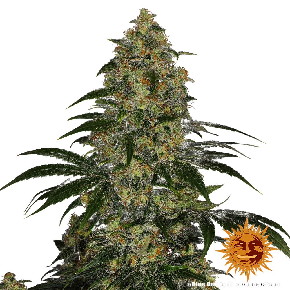 Blue Gelato 41 | PHOTOFEM | Barneys Farm - Freigestellt 2026-05-22