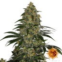 Blue Gelato 41 | PHOTOFEM | Barneys Farm - Freigestellt 2026-05-22