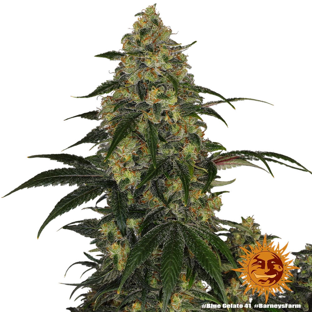 Blue Gelato 41 | PHOTOFEM | Barneys Farm - Freigestellt 2026-05-22