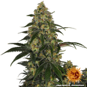Blue Gelato 41 | PHOTOFEM | Barneys Farm - Freigestellt 2026-05-22