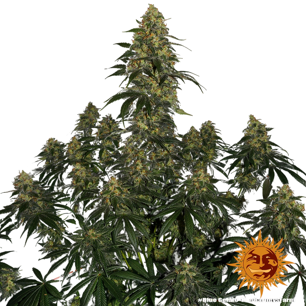 Blue Gelato 41 | PHOTOFEM | Barneys Farm - Freigestellt 2026-05-22