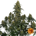 Blue Gelato 41 | PHOTOFEM | Barneys Farm - Freigestellt 2026-05-22