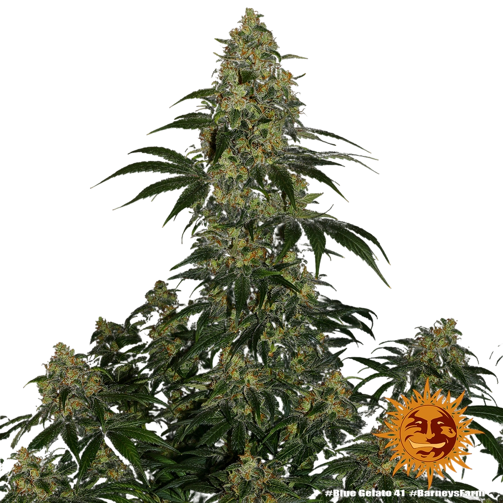 Blue Gelato 41 | PHOTOFEM | Barneys Farm - Freigestellt 2026-05-22