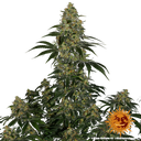Blue Gelato 41 | PHOTOFEM | Barneys Farm - Freigestellt 2026-05-22