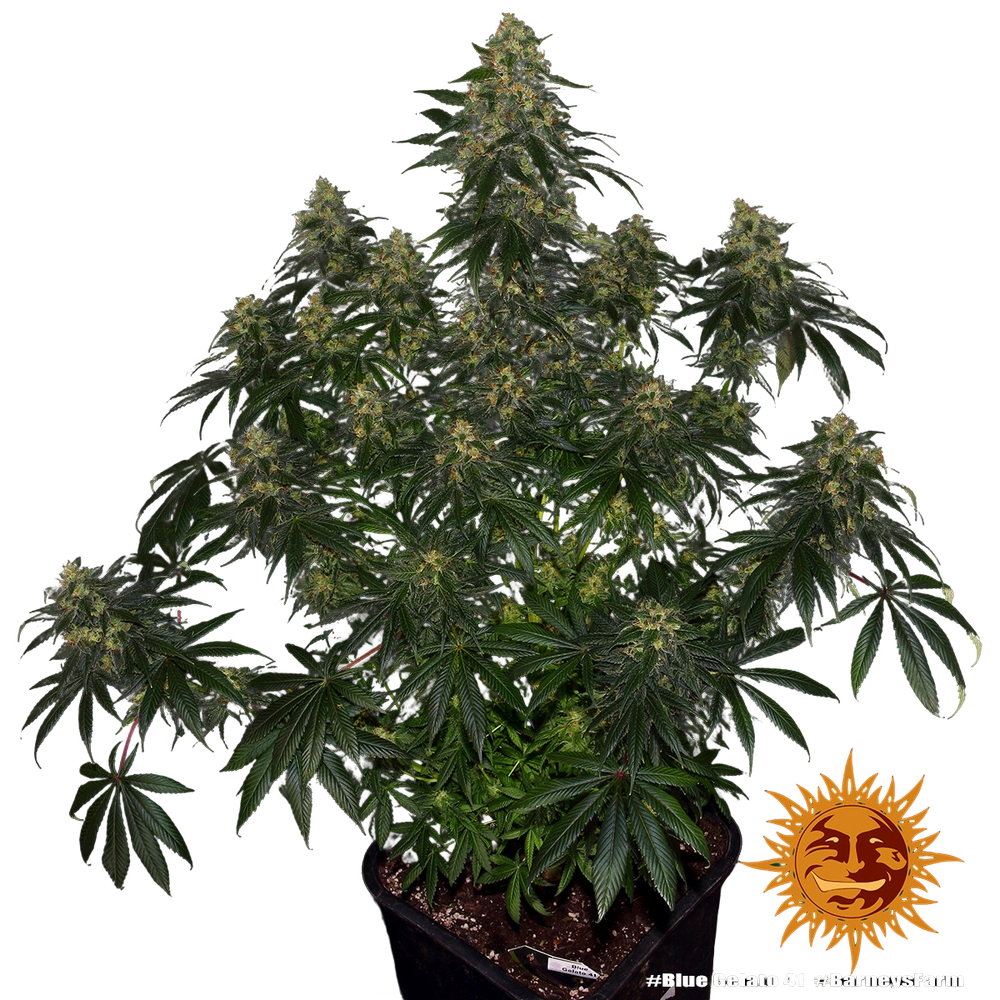Blue Gelato 41 | PHOTOFEM | Barneys Farm - Freigestellt 2026-05-22
