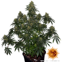 Blue Gelato 41 | PHOTOFEM | Barneys Farm - Freigestellt 2026-05-22
