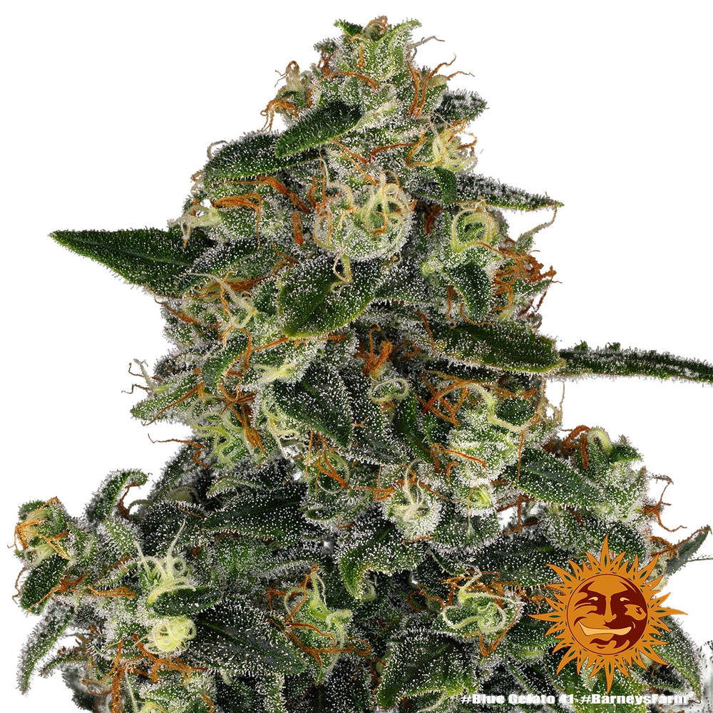 Blue Gelato 41 | PHOTOFEM | Barneys Farm - Freigestellt 2026-05-22