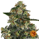 Blue Gelato 41 | PHOTOFEM | Barneys Farm - Freigestellt 2026-05-22