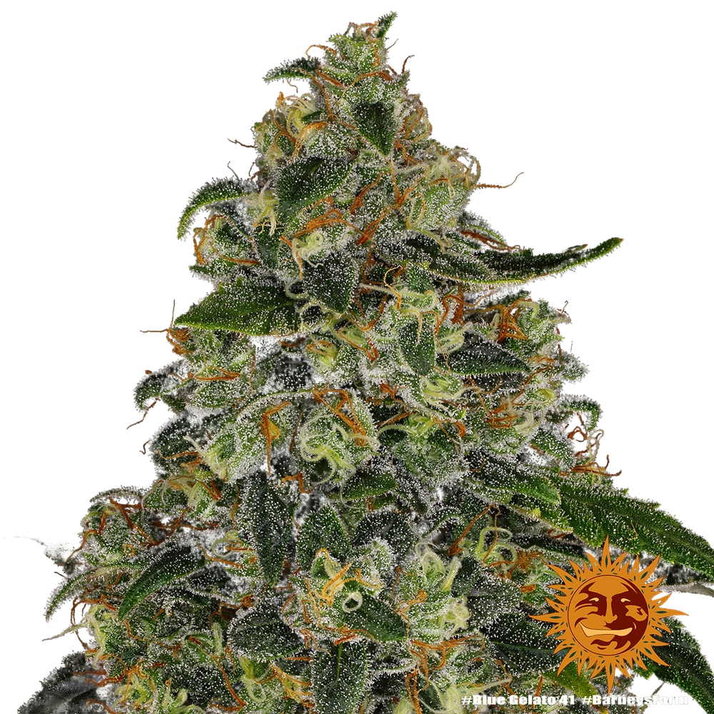 Blue Gelato 41 | PHOTOFEM | Barneys Farm - Freigestellt 2026-05-22