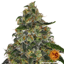 Blue Gelato 41 | PHOTOFEM | Barneys Farm - Freigestellt 2026-05-22