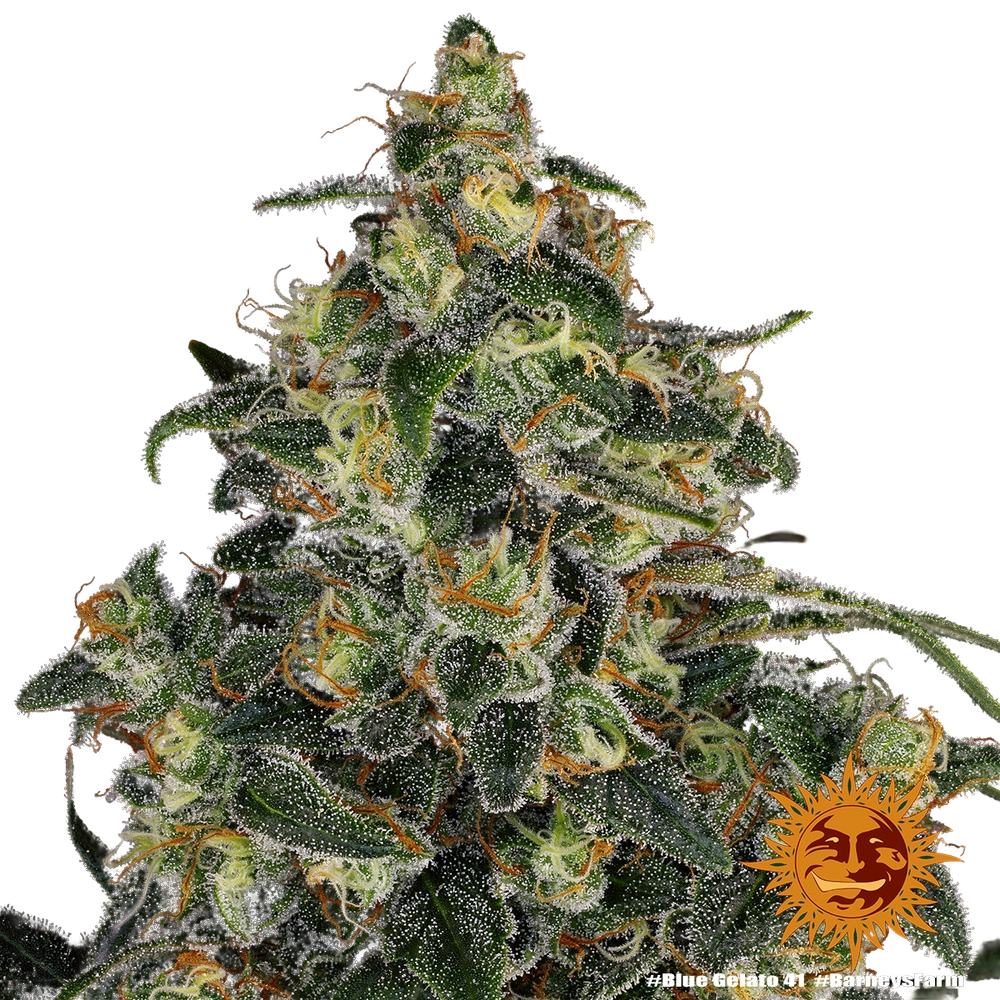 Blue Gelato 41 | PHOTOFEM | Barneys Farm - Freigestellt 2026-05-22