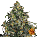 Blue Gelato 41 | PHOTOFEM | Barneys Farm - Freigestellt 2026-05-22