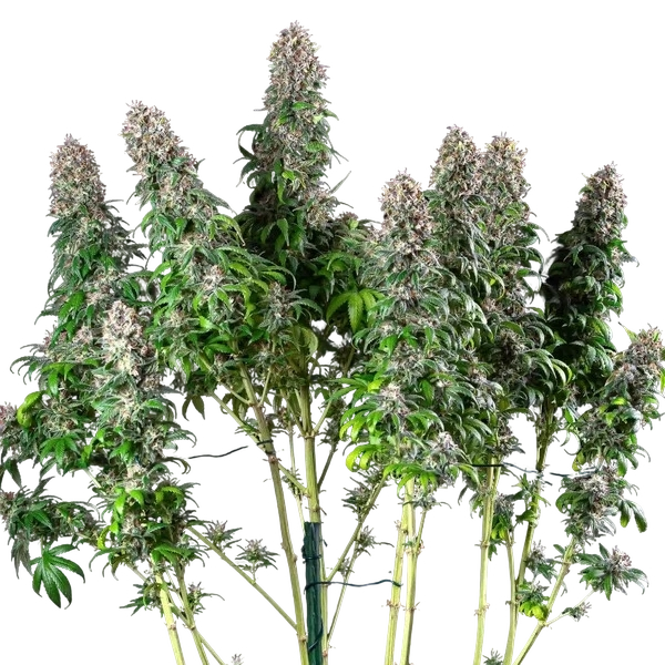 Blue Mystic | PHOTOFEM | Royal Queen Seeds - Freigestellt 2026-05-22