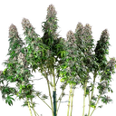 Blue Mystic | PHOTOFEM | Royal Queen Seeds - Freigestellt 2026-05-22