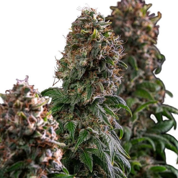 Blue Mystic | PHOTOFEM | Royal Queen Seeds - Freigestellt 2026-05-22