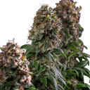 Blue Mystic | PHOTOFEM | Royal Queen Seeds - Freigestellt 2026-05-22
