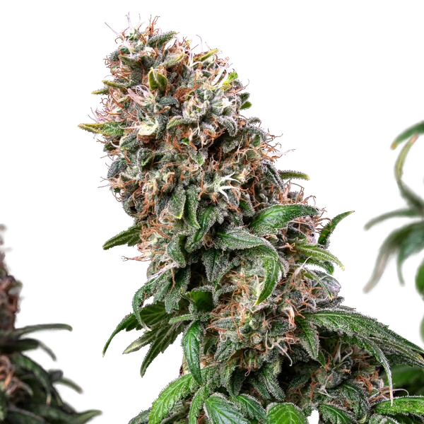 Blue Mystic | PHOTOFEM | Royal Queen Seeds - Freigestellt 2026-05-22