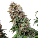 Blue Mystic | PHOTOFEM | Royal Queen Seeds - Freigestellt 2026-05-22