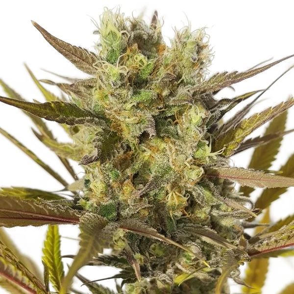 Blue Mystic | PHOTOFEM | Royal Queen Seeds - Freigestellt 2026-05-22