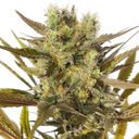 Blue Mystic | PHOTOFEM | Royal Queen Seeds - Freigestellt 2026-05-22