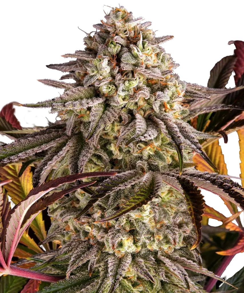 Blue Sunset Sherbert | PHOTOFEM | Barneys Farm - Freigestellt 2026-05-22