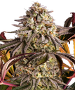 Blue Sunset Sherbert | PHOTOFEM | Barneys Farm - Freigestellt 2026-05-22