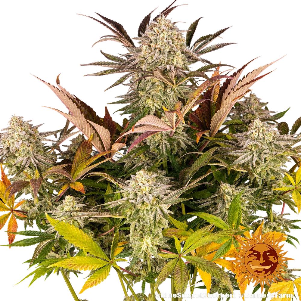 Blue Sunset Sherbert | PHOTOFEM | Barneys Farm - Freigestellt 2026-05-22