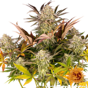Blue Sunset Sherbert | PHOTOFEM | Barneys Farm - Freigestellt 2026-05-22