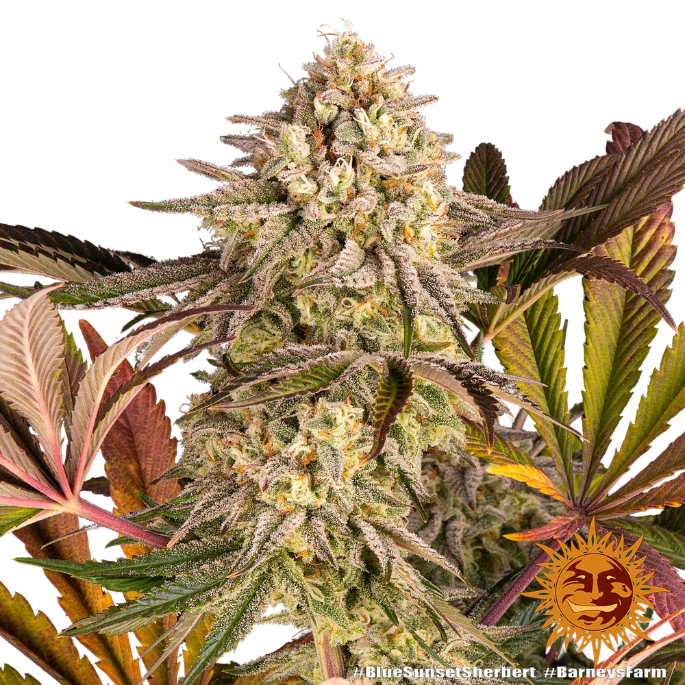 Blue Sunset Sherbert | PHOTOFEM | Barneys Farm - Freigestellt 2026-05-22
