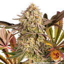 Blue Sunset Sherbert | PHOTOFEM | Barneys Farm - Freigestellt 2026-05-22