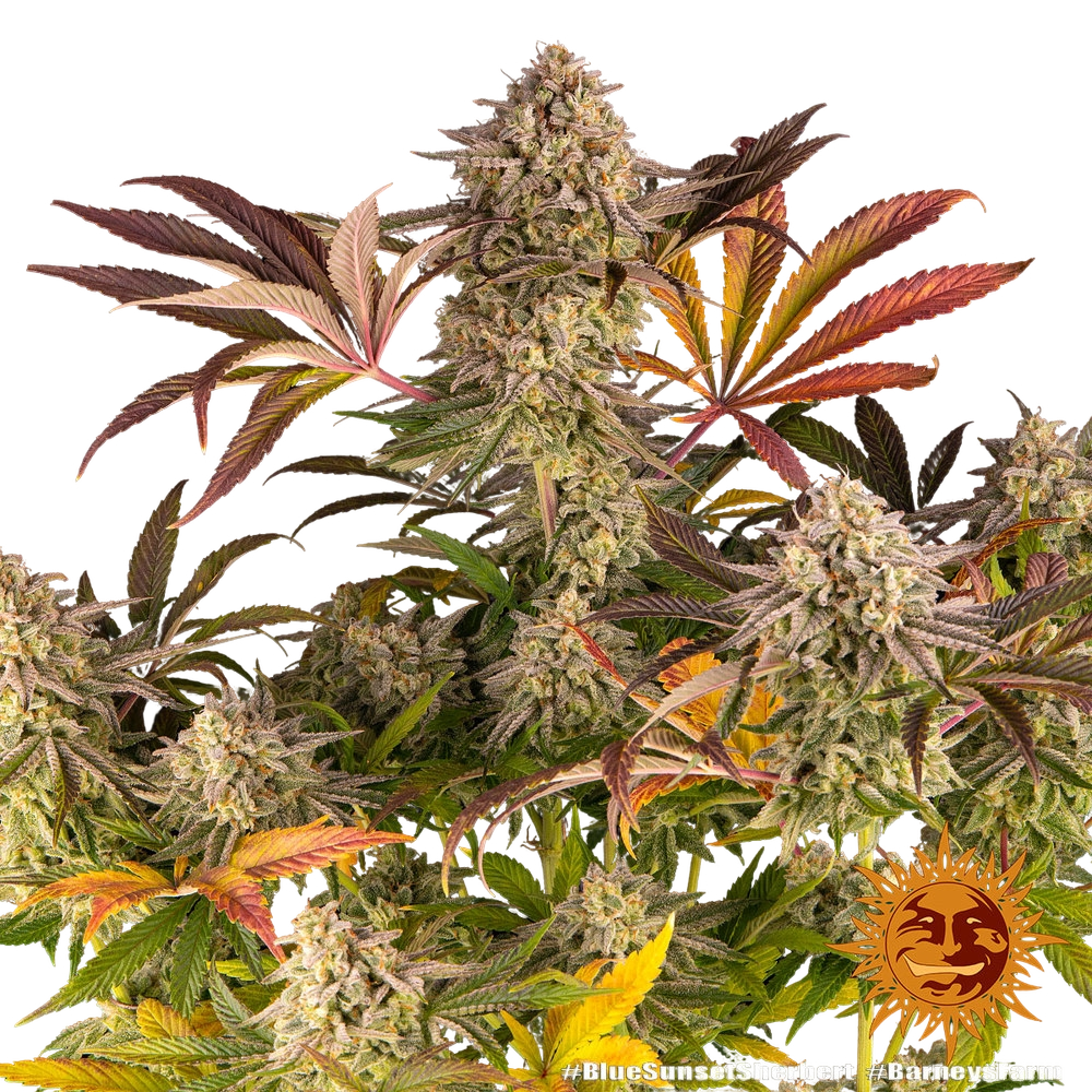Blue Sunset Sherbert | PHOTOFEM | Barneys Farm - Freigestellt 2026-05-22