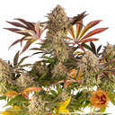 Blue Sunset Sherbert | PHOTOFEM | Barneys Farm - Freigestellt 2026-05-22
