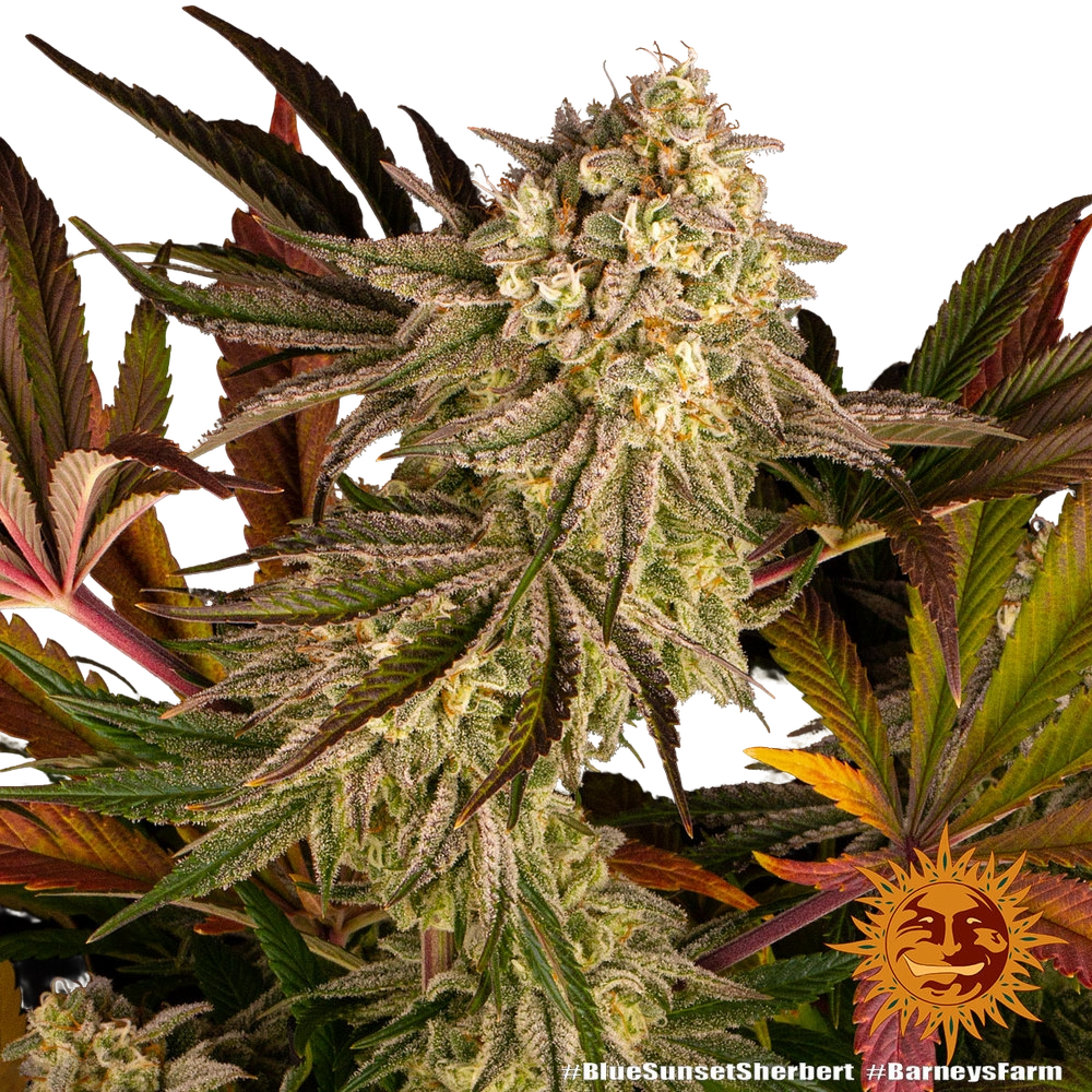 Blue Sunset Sherbert | PHOTOFEM | Barneys Farm - Freigestellt 2026-05-22