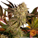 Blue Sunset Sherbert | PHOTOFEM | Barneys Farm - Freigestellt 2026-05-22